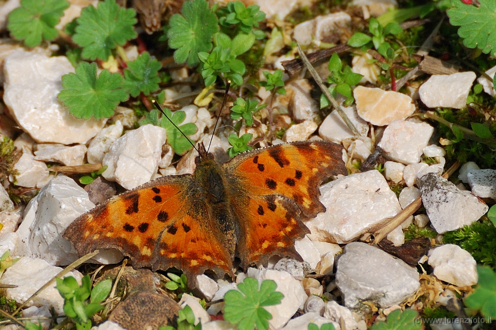 Polygonia c-album.jpg